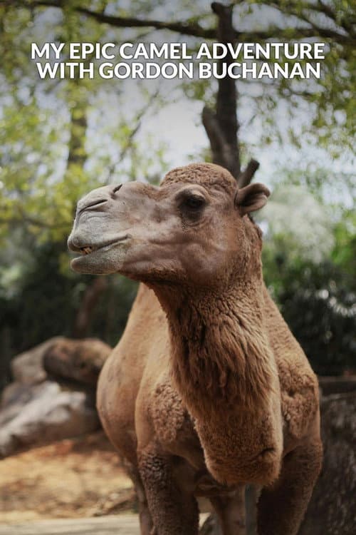 Постер до фільму «My Epic Camel Adventure With Gordon Buchanan»