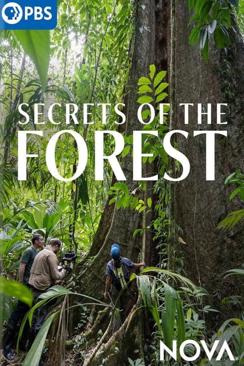 Poster for Secrets of the Forest