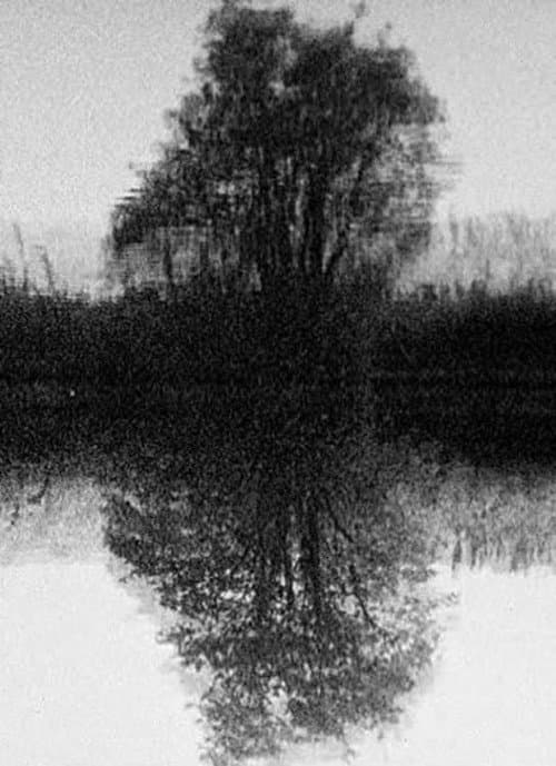 Poster for Tree Reflection