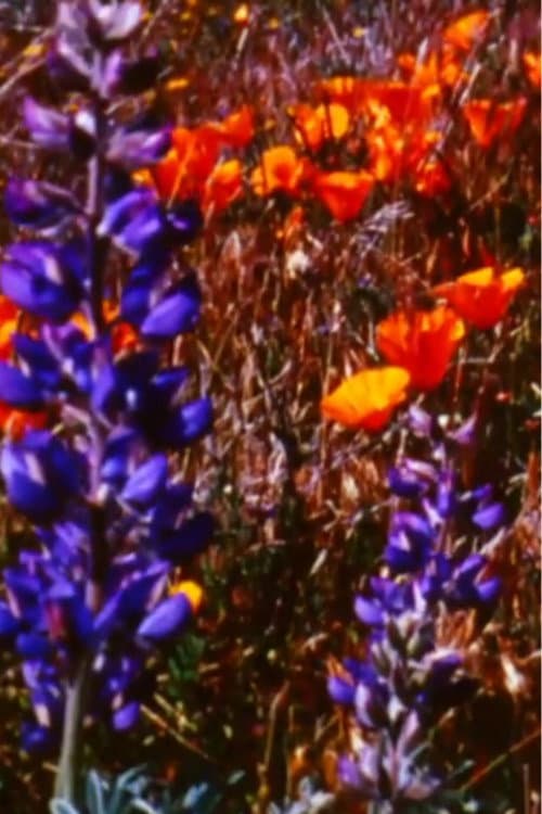 Poster for Poppy Fields Forever