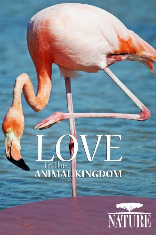 Poster for Nature: Love in the Animal Kingdom