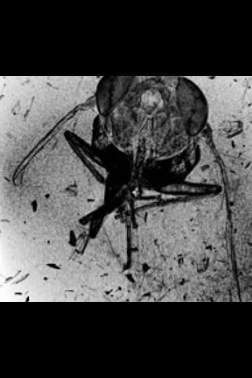 Poster for The Death of an Insect