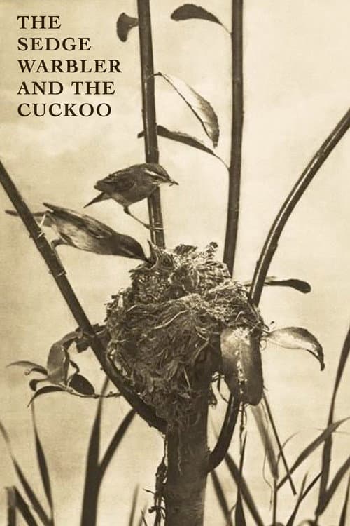 Poster for The Sedge Warbler and the Cuckoo
