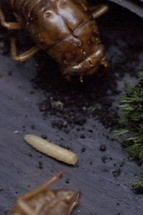 Poster for A Story Constructed of 17 Pieces of Space and 1 Maggot