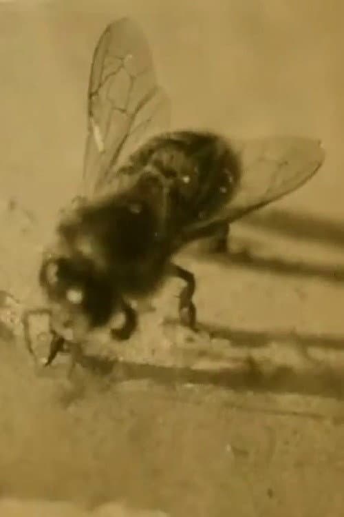Poster for The Life of the Honey Bee