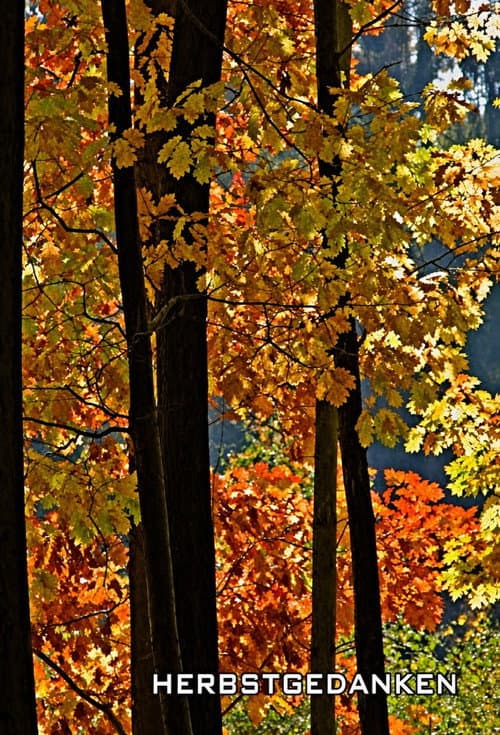 Poster for Herbstgedanken