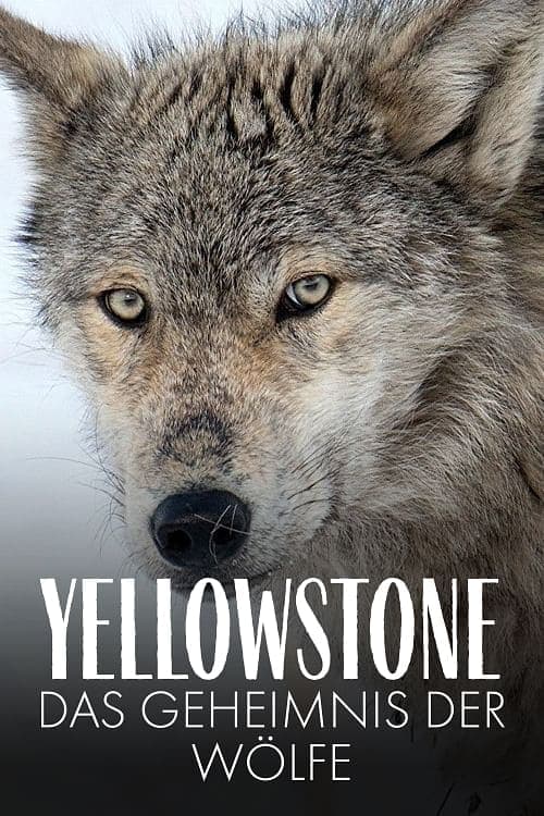 Постер до фільму «Yellowstone: The Mystery of the Wolves»