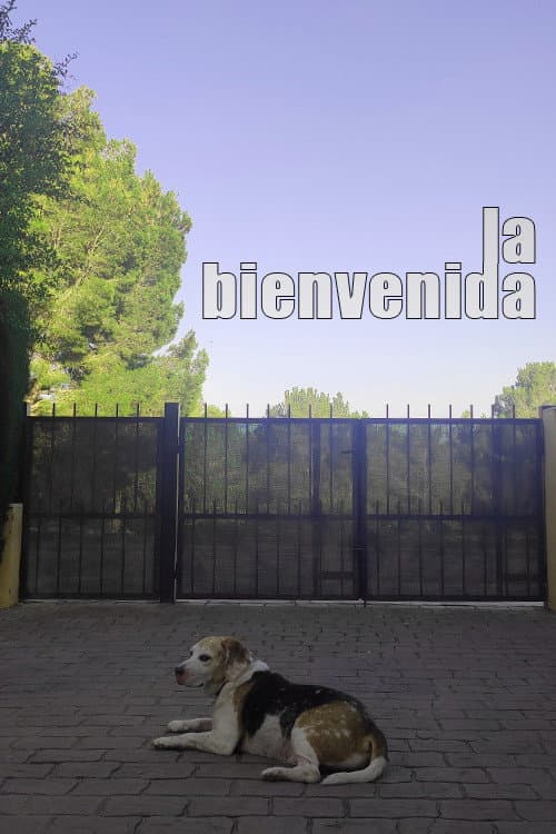 Poster for La bienvenida