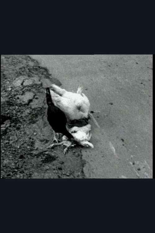 Постер до фільму «The Delmarva Chicken of Tomorrow»