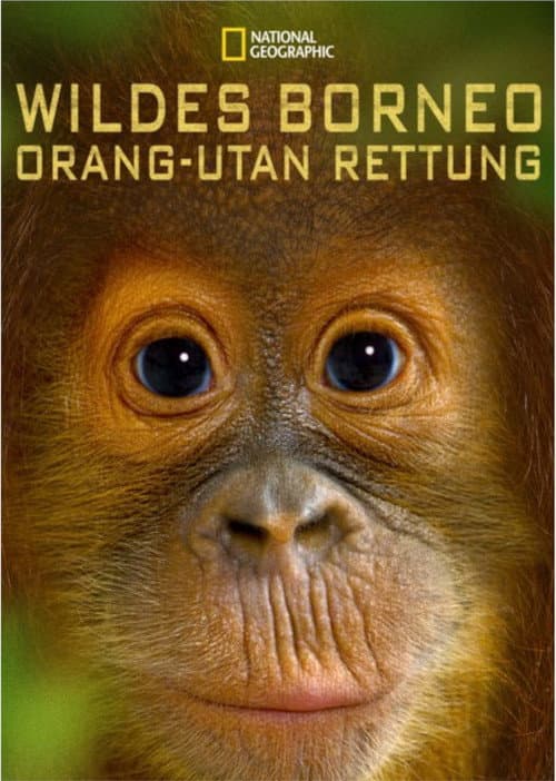 Poster for Orangutan Rescue - Back to the wild
