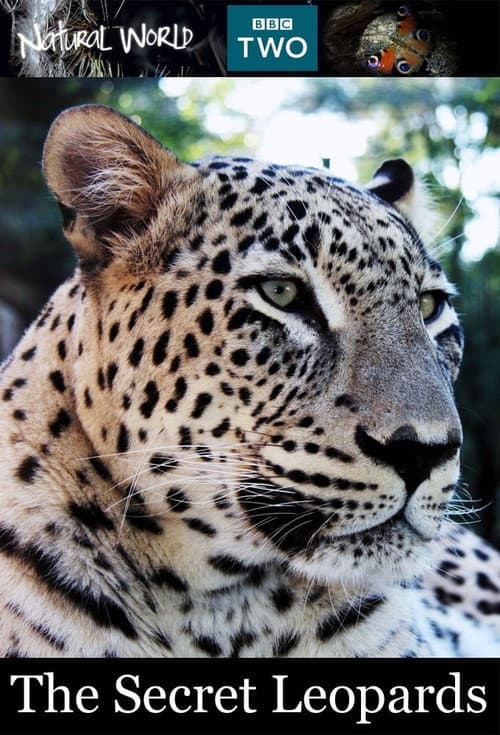 Poster for BBC Natural World 2010 The Secret Leopards