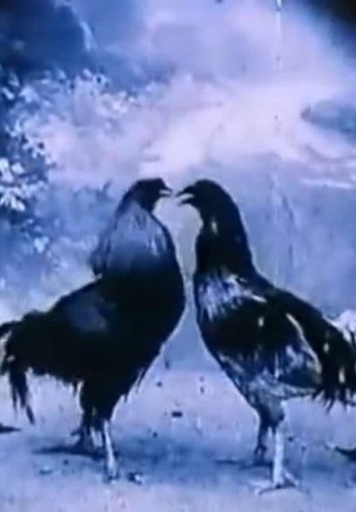 Poster for Criminal Animals