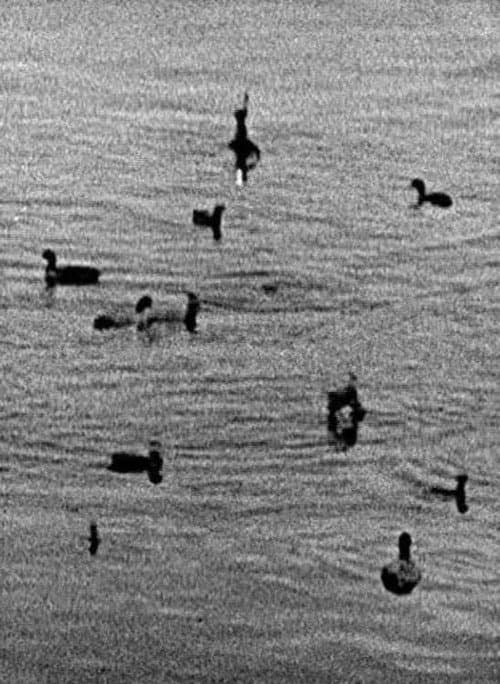 Poster for Coots