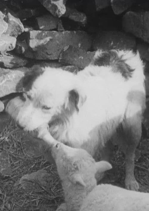 Poster for Sheep Dog