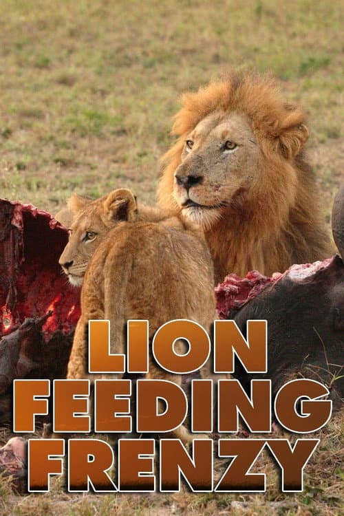 Poster for Lion Feeding Frenzy