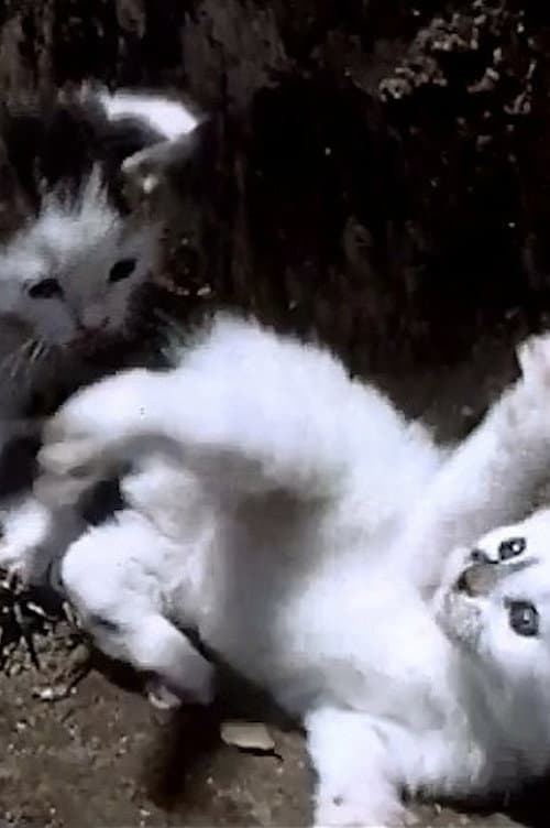 Poster for It's a Cat's Life