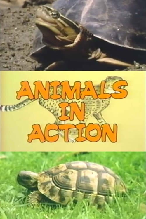 Poster for The Turtle Family