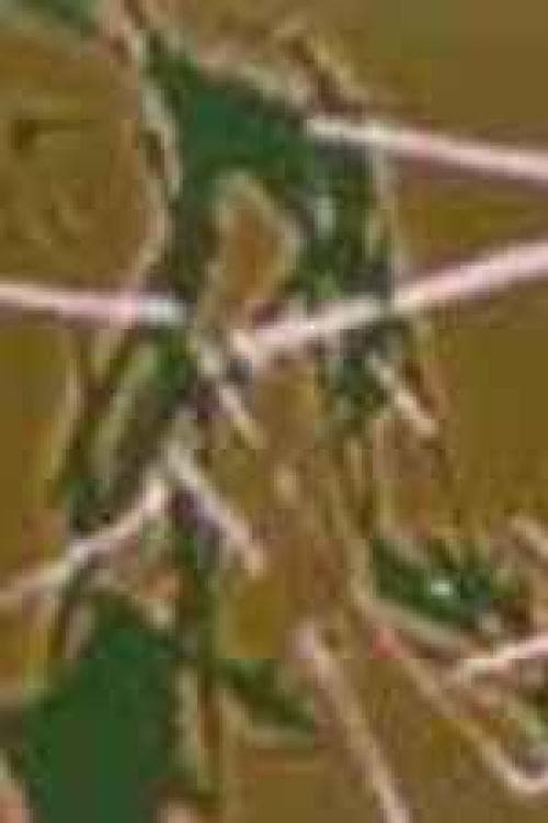 Poster for "..." Reel 2
