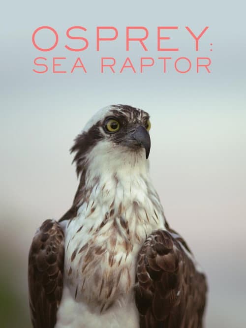 Poster for Osprey: Sea Raptor