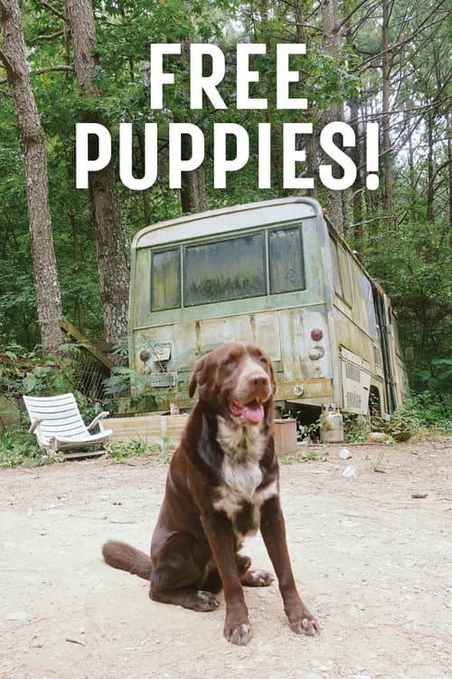 Poster for Free Puppies!