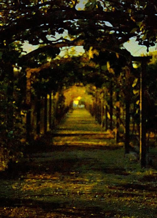 Poster for Vanishing Field