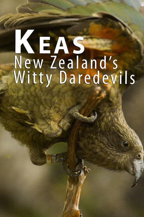Poster for Keas - New Zealand's Witty Daredevils