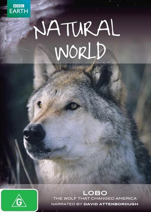 Poster for A Wolf Called Storm