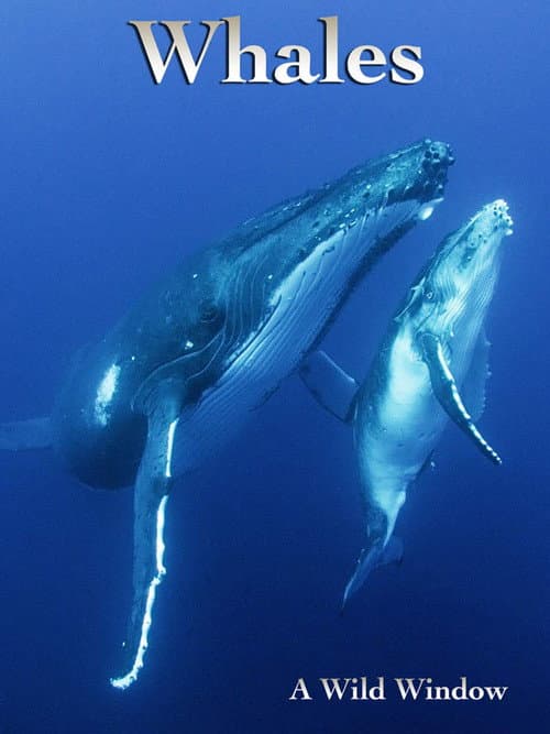 Poster for Wild Window: Whales