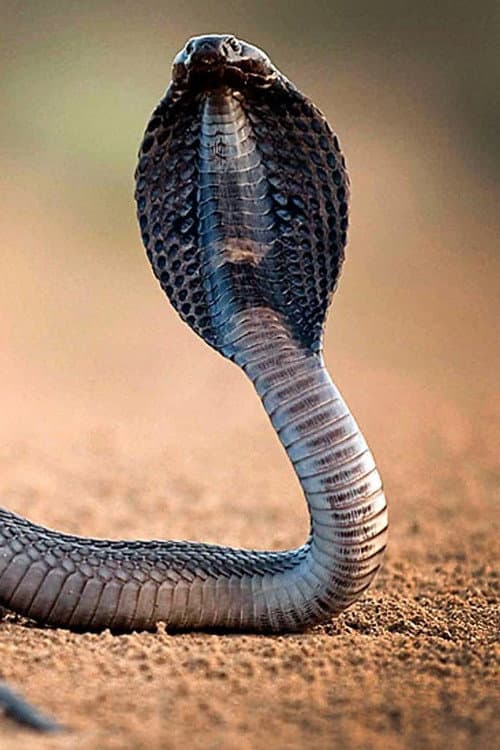 Poster for One Million Snake Bites