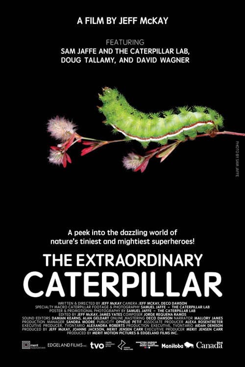 Poster for The Extraordinary Caterpillar