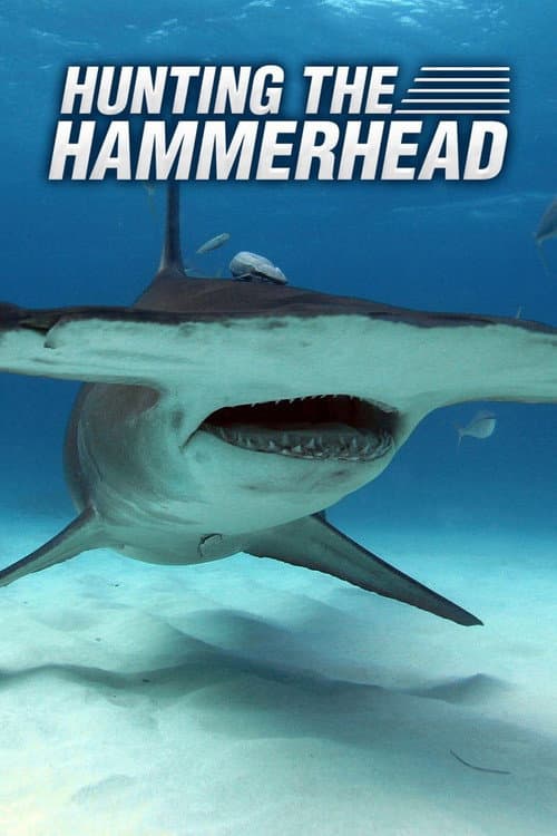 Poster for Hunting the Hammerhead