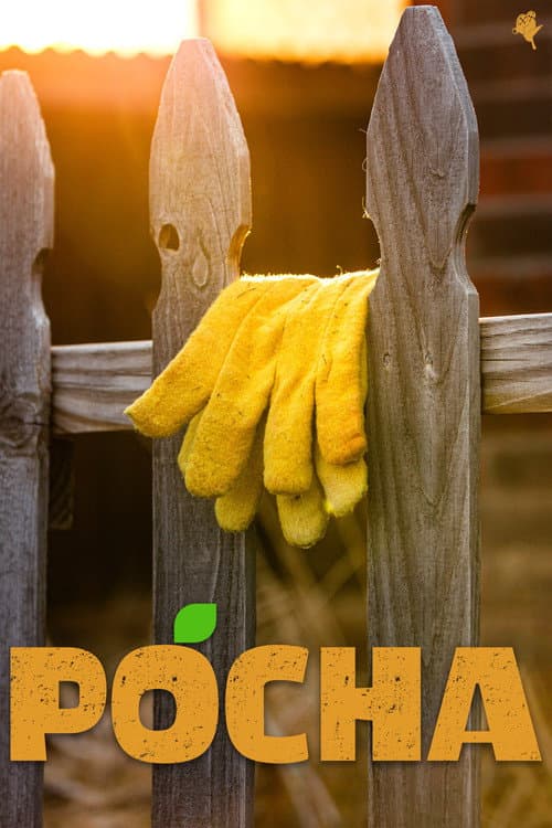 Poster for Pocha