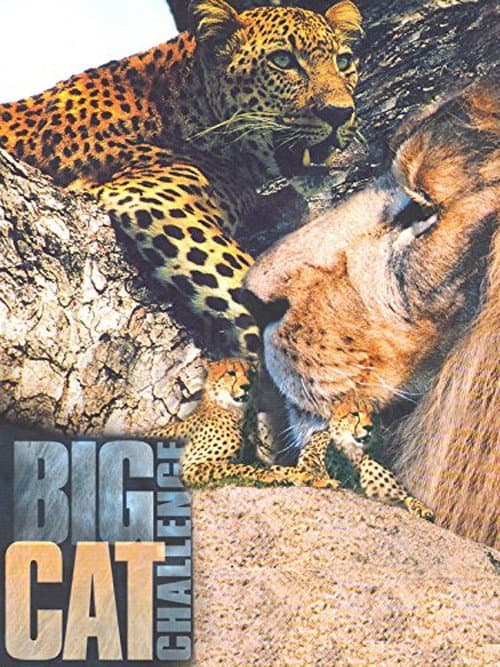 Poster for Big Cat Challenge
