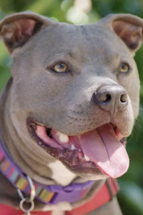Poster for Hopalong Animal Rescue: The Power of Fostering