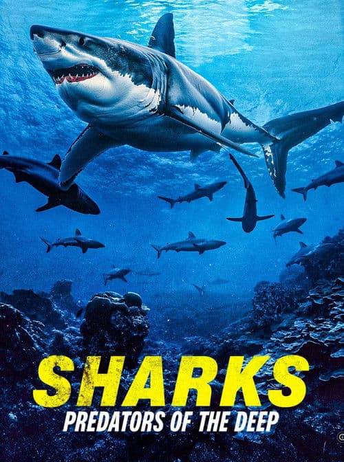 Poster for Sharks: Predators of the Deep