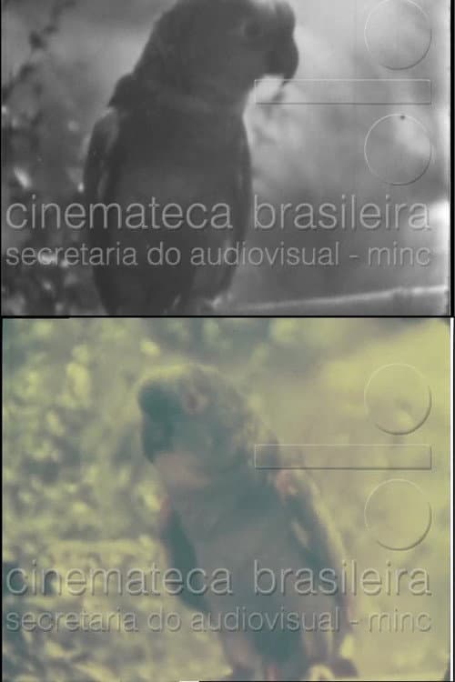Poster for Papagaio