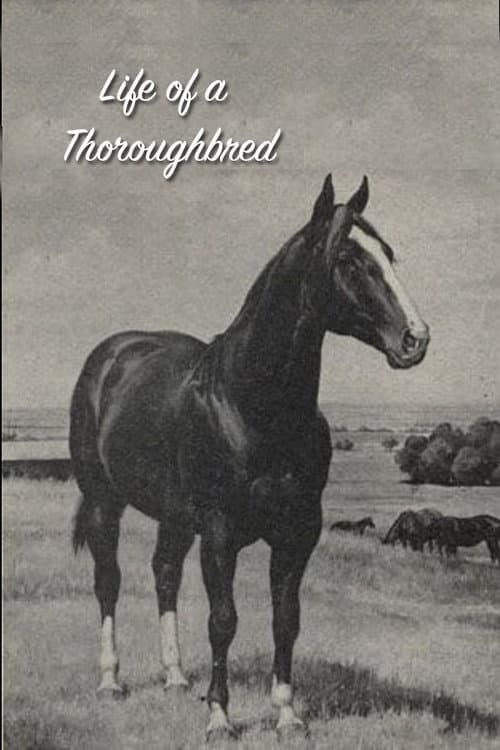 Poster for Life of a Thoroughbred