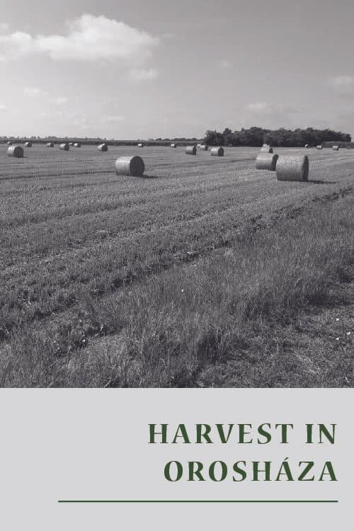 Poster for Harvest in Orosháza