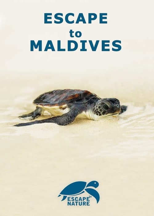 Poster for Escape to Maldives