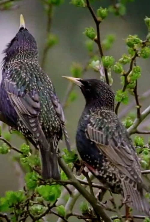 Poster for Starlings