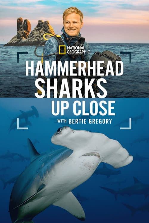 Poster for Hammerhead Sharks Up Close with Bertie Gregory