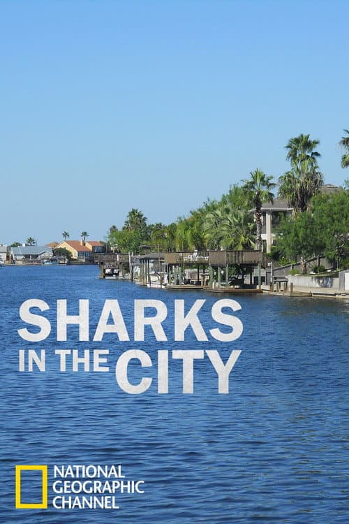 Постер до фільму «Sharks in the City: Bull Sharks in the Backyard»