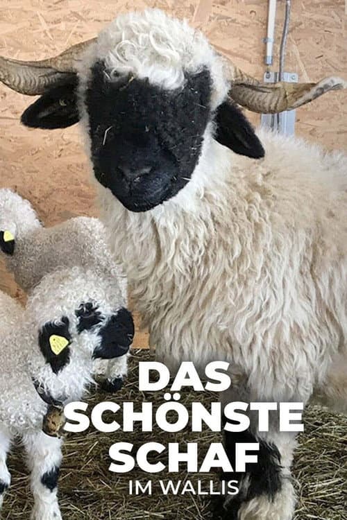 Постер до фільму «Das schönste Schaf im Wallis»