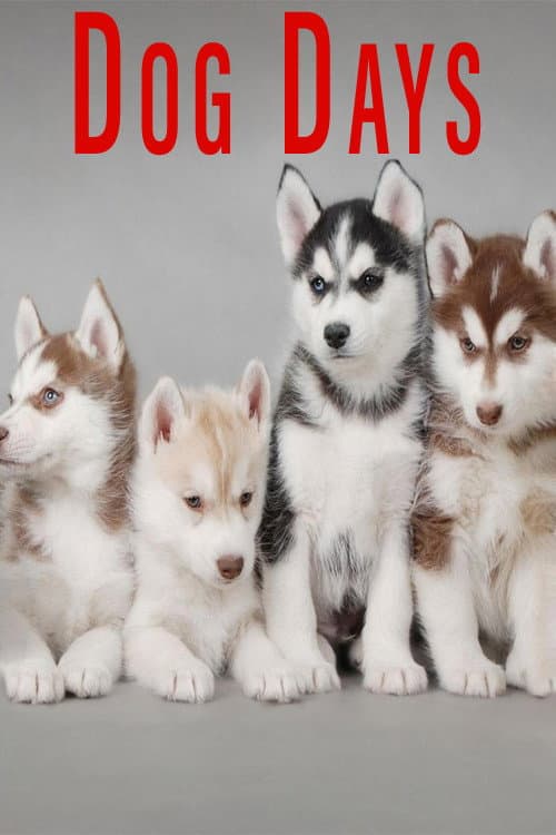 Poster for Dog Days