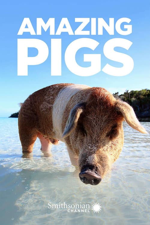 Poster for Amazing Pigs