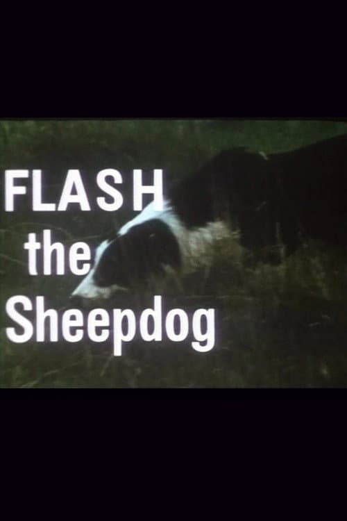 Poster for Flash the Sheepdog