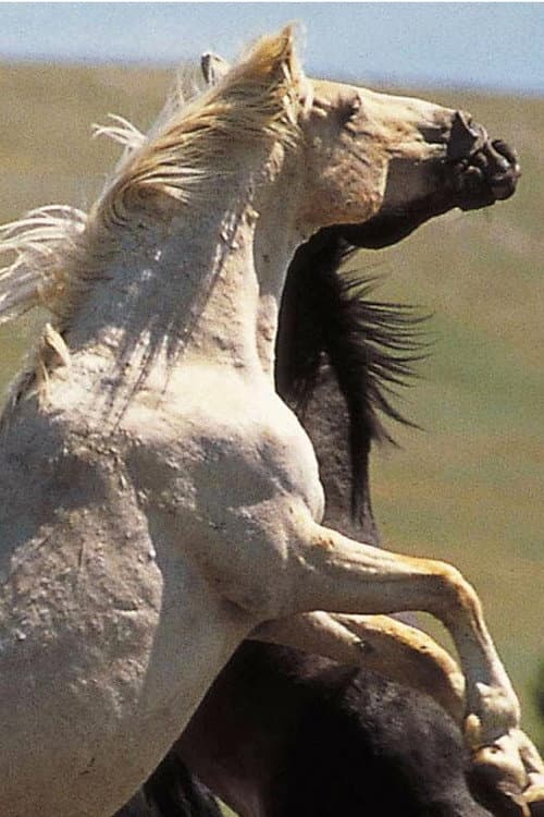 Poster for Cloud: Wild Stallion of the Rockies