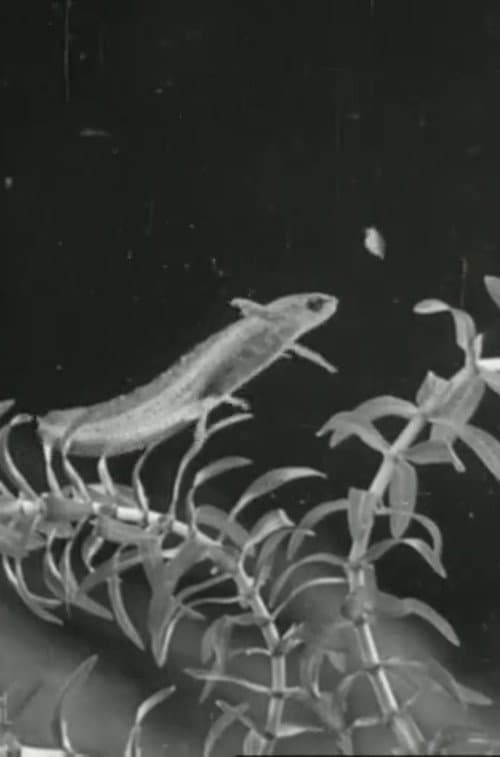 Постер до фільму «The Life Cycle of the Newt»