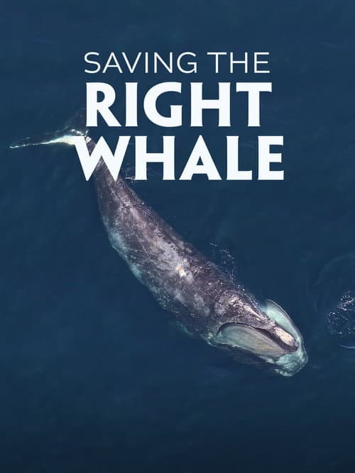 Poster for Saving the Right Whale