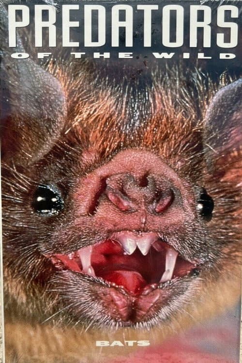 Poster for Predators of the Wild: Bats